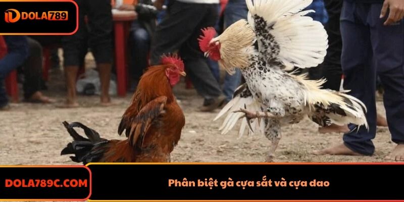 Phân Biệt Gà Cựa Sắt Và Cựa Dao Chi Tiết Nhất Cho Kê Thủ