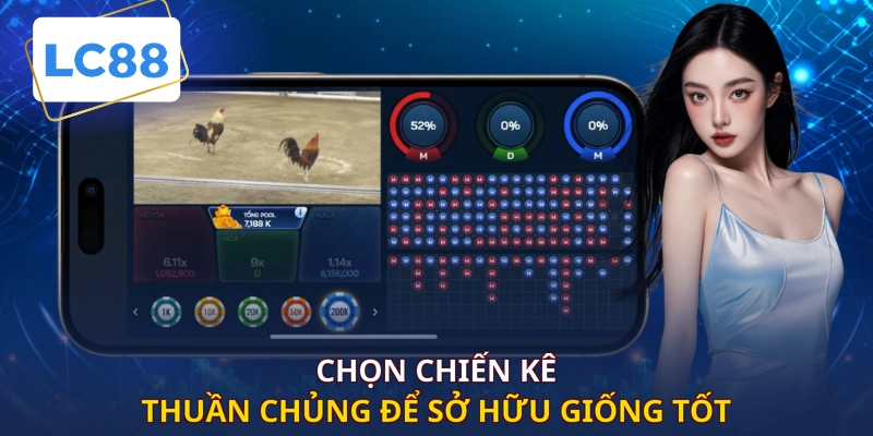 Chọn chiến kê thuần chủng để sở hữu giống tốt