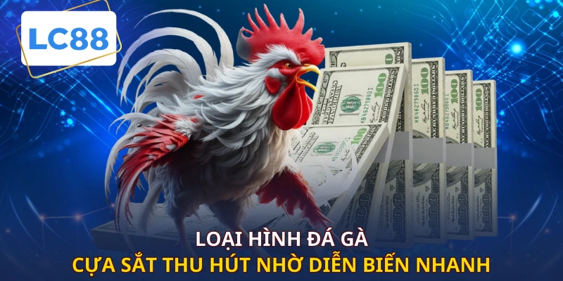 Loại hình đá gà cựa sắt thu hút nhờ diễn biến nhanh