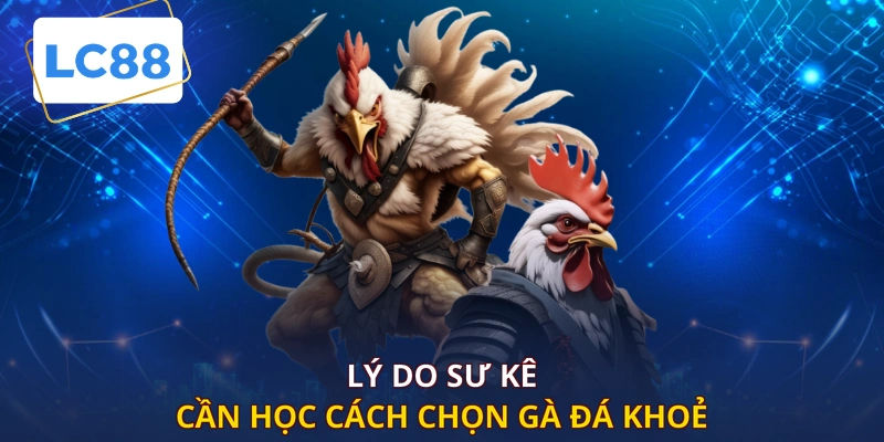 Lý do sư kê cần học cách chọn gà đá khoẻ