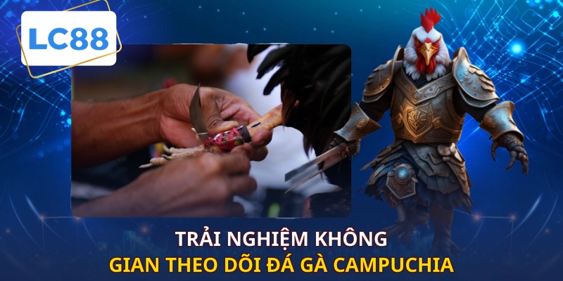 Trải nghiệm không gian theo dõi đá gà Campuchia